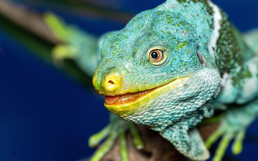 Yellow nosed lizard  from Chrome web store to be run with OffiDocs Chromium online