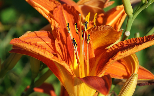 Yellow orange lilies  from Chrome web store to be run with OffiDocs Chromium online
