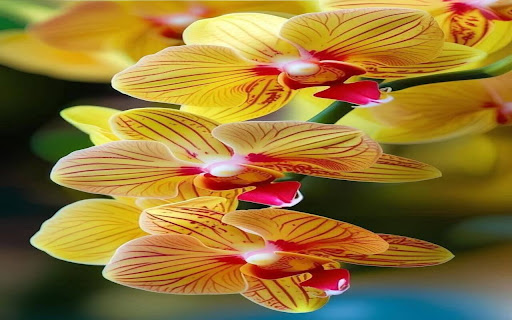 yellow orchid  from Chrome web store to be run with OffiDocs Chromium online