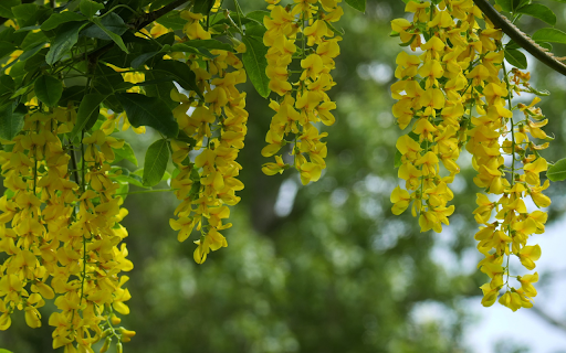 Yellow orchids  from Chrome web store to be run with OffiDocs Chromium online