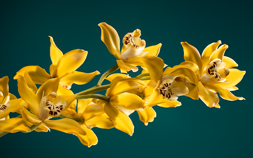 Yellow orchids on a blue background  from Chrome web store to be run with OffiDocs Chromium online