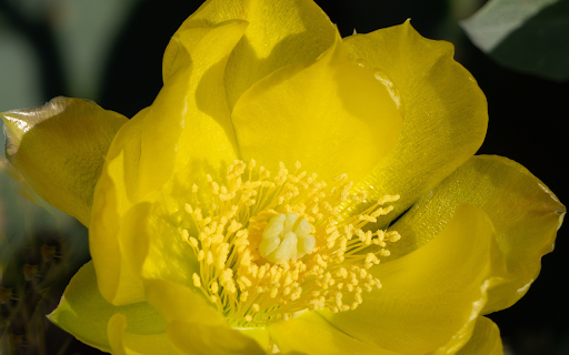 Yellow Petals  from Chrome web store to be run with OffiDocs Chromium online