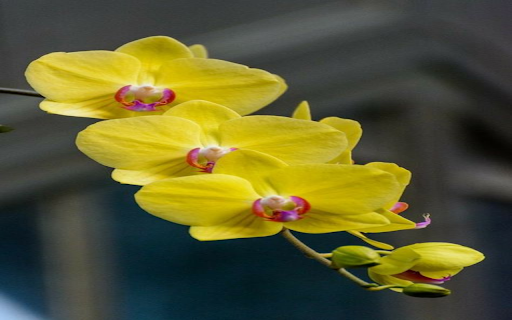 Yellow Phalaenopsis Orchid Wallpaper  from Chrome web store to be run with OffiDocs Chromium online