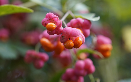 Yellow pink flowers  from Chrome web store to be run with OffiDocs Chromium online