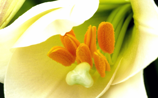 Yellow pollen  from Chrome web store to be run with OffiDocs Chromium online