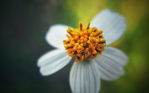 Yellow pollen flower  from Chrome web store to be run with OffiDocs Chromium online