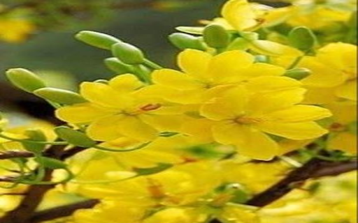 Yellow Primrose Wallpaper  from Chrome web store to be run with OffiDocs Chromium online
