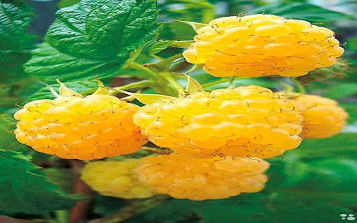 Yellow raspberry wallpaper  from Chrome web store to be run with OffiDocs Chromium online