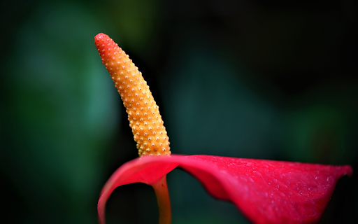 Yellow red flower  from Chrome web store to be run with OffiDocs Chromium online