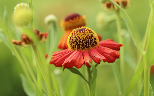 Yellow red flowers  from Chrome web store to be run with OffiDocs Chromium online
