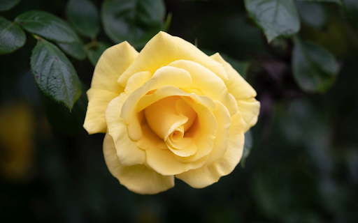 Yellow Rose Branch  from Chrome web store to be run with OffiDocs Chromium online