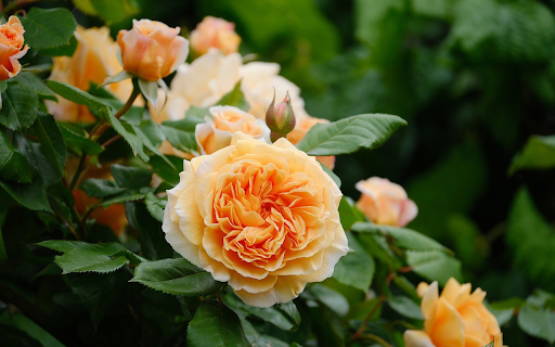 Yellow Rose Bush  from Chrome web store to be run with OffiDocs Chromium online