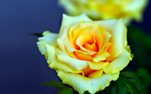 Yellow roses bloom  from Chrome web store to be run with OffiDocs Chromium online
