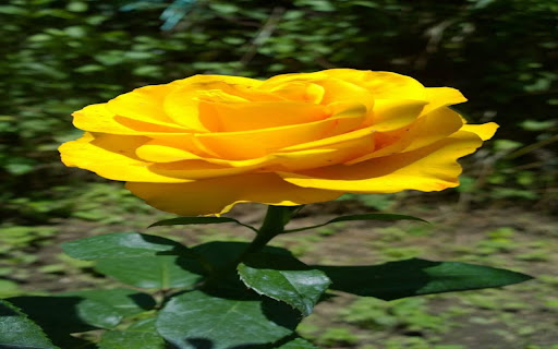 yellow rose wallpaper  from Chrome web store to be run with OffiDocs Chromium online