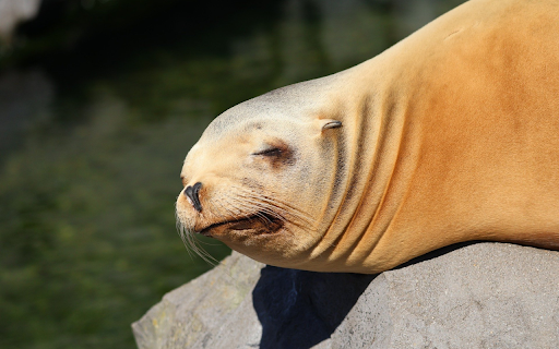 Yellow Sea Lion  from Chrome web store to be run with OffiDocs Chromium online