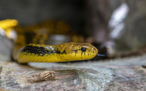 Yellow Snake  from Chrome web store to be run with OffiDocs Chromium online
