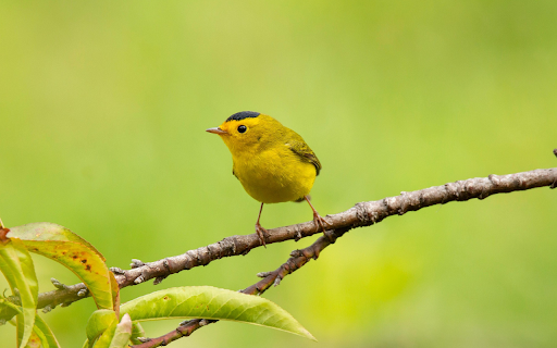 Yellow Songbird on Spring Branch  from Chrome web store to be run with OffiDocs Chromium online