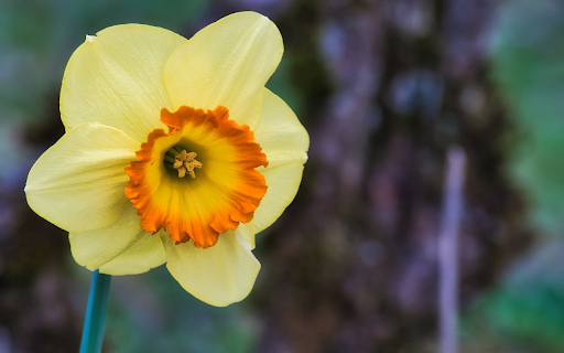 Yellow Speaker shaped Flower  from Chrome web store to be run with OffiDocs Chromium online