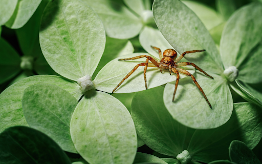 yellow spider  from Chrome web store to be run with OffiDocs Chromium online