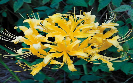 Yellow spider lily wallpapers  from Chrome web store to be run with OffiDocs Chromium online