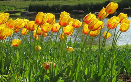 yellow tulip field wallpaper  from Chrome web store to be run with OffiDocs Chromium online