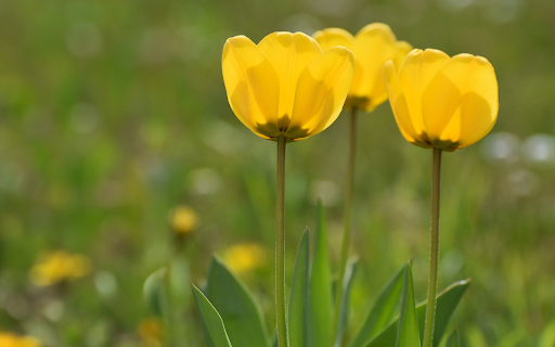 yellow tulips in the sun  from Chrome web store to be run with OffiDocs Chromium online