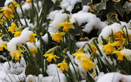 Yellow white snow flowers  from Chrome web store to be run with OffiDocs Chromium online