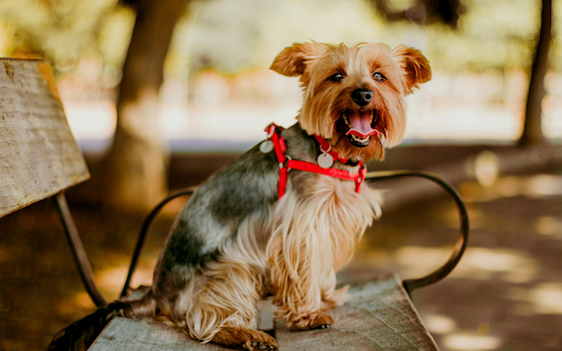 Yorkshire Terrier Sitting on Bench  from Chrome web store to be run with OffiDocs Chromium online