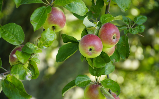 Young apple  from Chrome web store to be run with OffiDocs Chromium online
