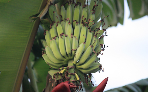 Young bananas  from Chrome web store to be run with OffiDocs Chromium online