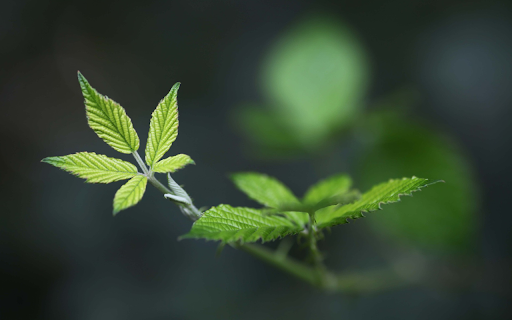 Young branches and leaves  from Chrome web store to be run with OffiDocs Chromium online