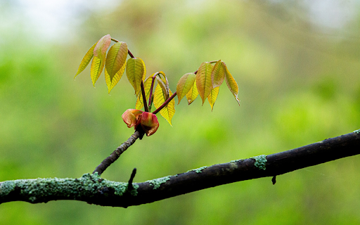 Young branches sprout  from Chrome web store to be run with OffiDocs Chromium online