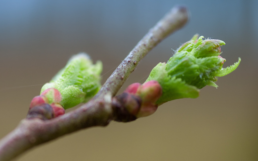 Young buds  from Chrome web store to be run with OffiDocs Chromium online