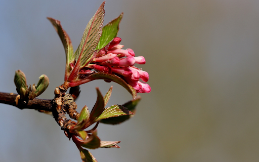 Young buds and flowers  from Chrome web store to be run with OffiDocs Chromium online
