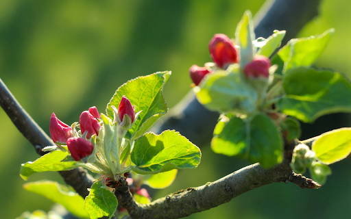 Young buds blooming  from Chrome web store to be run with OffiDocs Chromium online