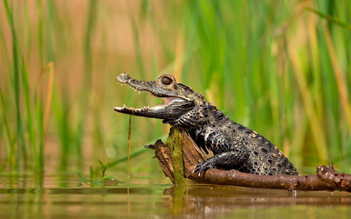 Young Caimans Call  from Chrome web store to be run with OffiDocs Chromium online