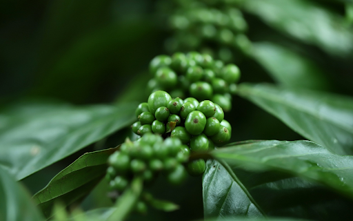 Young coffee branches  from Chrome web store to be run with OffiDocs Chromium online