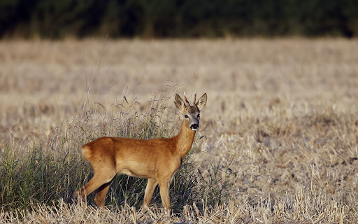 Young deer in a dry field  from Chrome web store to be run with OffiDocs Chromium online