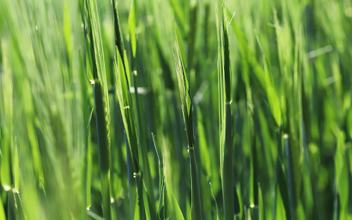 Young Grass  from Chrome web store to be run with OffiDocs Chromium online