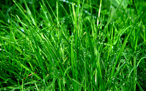 Young grass whispers  from Chrome web store to be run with OffiDocs Chromium online
