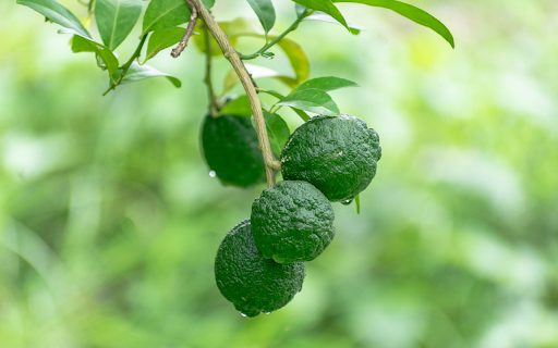 Young green lemon bunch  from Chrome web store to be run with OffiDocs Chromium online
