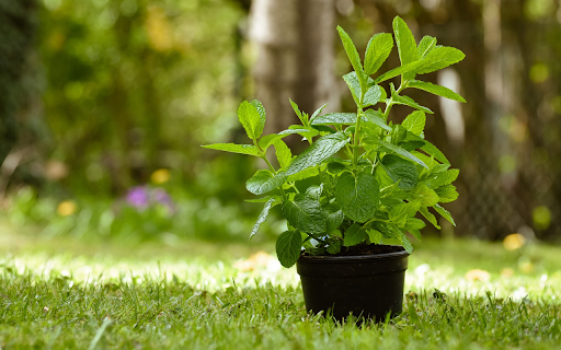 Young Green Mint  from Chrome web store to be run with OffiDocs Chromium online