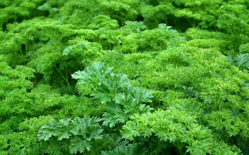 Young green parsley  from Chrome web store to be run with OffiDocs Chromium online