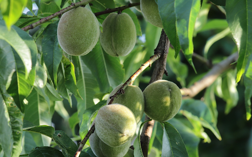 young green peaches  from Chrome web store to be run with OffiDocs Chromium online