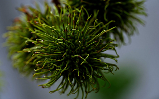 Young green rambutan fruit  from Chrome web store to be run with OffiDocs Chromium online