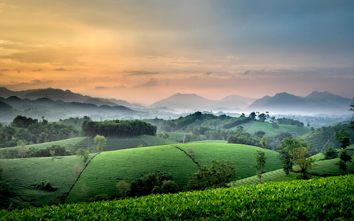 Young green tea hills  from Chrome web store to be run with OffiDocs Chromium online