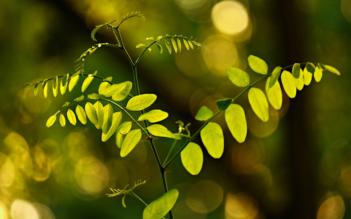 Young green tree  from Chrome web store to be run with OffiDocs Chromium online