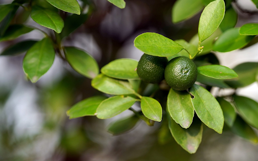 Young kumquats  from Chrome web store to be run with OffiDocs Chromium online