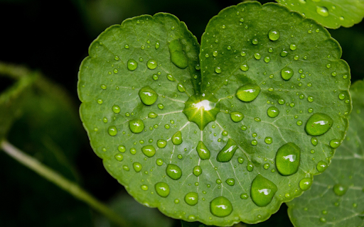 Young leaf and water drop  from Chrome web store to be run with OffiDocs Chromium online