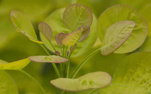 Young leaf sprouts  from Chrome web store to be run with OffiDocs Chromium online
